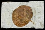 Fossil Leaf (Zizyphoides) - Montana #113263-1